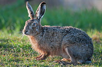 Brown Hare (Lepus europeaus) portrait, Texel, the Netherlands, April.