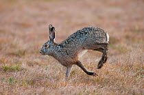 Brown Hare (Lepus europeaus) running, Texel, the Netherlands, April.