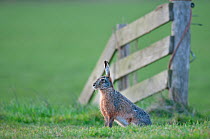 Brown Hare (Lepus europeaus) sitting by fence, Texel, the Netherlands, April.