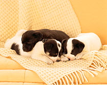 Puppies asleep on sofa with blanket.