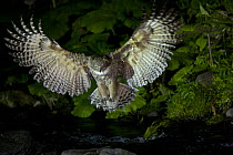 Blakiston's Fish Owl (Bubo blakistoni) hunting, Shiretoko Peninsula, UNESCO World Heritage Site, Hokkaido, Japan, June.