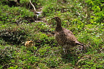 Ptarmigan (Lapogpus muta) male in summer plumage, with chick, Tateyama-Machi, Nakaniikawa County, Toyama Prefecture, Japan, June.