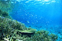 Blue-green chromis shoal (Chromis viridis) of Toguchi coast, Miyako Island,  Okinawa, Japan, June.