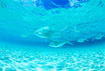 Pompano (Trachinotus sp) fish swimming through clear blue water over sand seabed, Filtheyo Island, Maldives, Asia.
