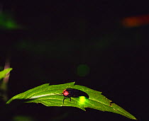 Firefly (Luciola cruciata) on leaf, Gifu, Japan.