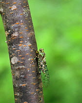 Higurashi Cicada (Tanna japonensis) on branch, Mennoki Ridge, Higurashi, Japan, July.