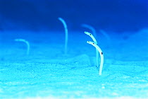 Spotted Garden Eels (Heteroconger hassi) on sea floor, Okinawa, Japan.