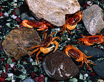 Japanese freshwater crabs (Geothelphusa dehaani)