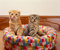 Scottish Fold kittens on cat bed.