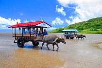 Buffalo cart carrying tourists on beach, Yubu, Iriomote Island, Okinawa, Japan.