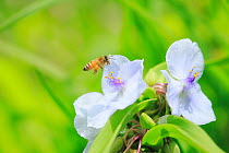 Honey bee (Apis mellifera) in flight to Asiatic dayflower (Commelina communis) Yaita, Tochigi, Japan, June.