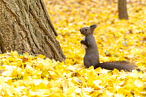 Hokkaido Squirrel (Sciurus vulgaris orientis) standing on hind legs in autumn leaf litter of Ginkgo tree, Otofuke, Hokkaido, Japan, October.