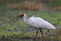 Japanese crested ibis (Nipponia nippon) with radio tracker attached to back, in the rain, Toyama Prefecture, Japan, October.