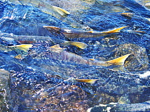 Salmon (Salmonidae) in freshwater lake, Abashiris, Hokkaido, Japan.