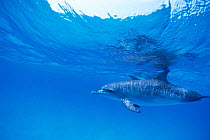 Pantropical spotted dolphin (Stenella attenuata) Thailand.