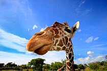 Reticulated Giraffe (Giraffa camelopardalis reticulata) wide angle close up portrait, showing whiskers around mouth, eastern Africa.