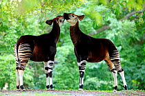 Okapis (Okapia johnstoni) interacting, Democratic Republic of the Congo, Central Africa.
