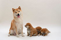 Shiba Inu bitch with puppies.