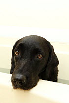 Labrador Retriever resting head on bath tub edge and looking upward.