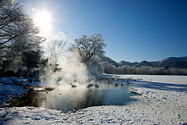 Whooper swans (Cygnus cygnus) surrounded by mist from hot springs, Teshikaga, Hokkaido, Japan, February.