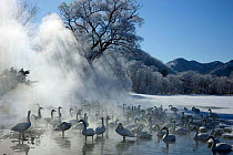 Whooper swans (Cygnus cygnus) surrounded by mist from hot springs, Teshikaga, Hokkaido, Japan, February.