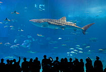 Crowd of tourists watching Whale shark (Rhynchodon typus) in the Kuroshio sea exhibit, Okinawa Churaumi Aquarium, Ocean Expo Park, Okinawa Commermorative National Goverment Park, Okinawa Main Island,...