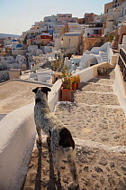 Dog and urban cityscape at Santorini, Greece, September 2010.