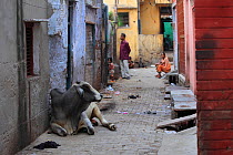 Cow resting in alleyway, Uttar Pradesh, India, June.
