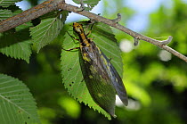 Dobsonfly (Corydalinae) on leaf, Hokkaido, Japan, July.
