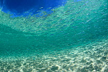 Shoal of fish, Carnac Island, Perth, Australia.