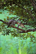 Great Reed Warbler (Acrocephalus arundinaceus) feeding Cuckoo (Cuculus sp) chick, Japan.