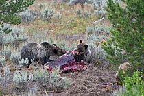 Grizzly bears (Ursus arctos horribilis) fighting over moose carcass remains shot by hunter.  Bridger-Teton Naitonal Forest, Wyoming, USA, September.