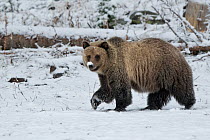 Grizzly bear (Ursus arctos horribilis) in snow, Wyoming, USA, October.