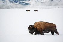 American Bison (Bison bison) in snow, Yellowstone National Park, Wyoming, January.