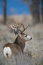 Mule deer (Odocoileus hemionus) buck during rut.  Wyoming, USA, October.