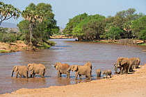 African elephants (Loxodonta africana) drinking and crossing the Ewaso Ng'iro River, Samburu National Reserve, Kenya, Africa.