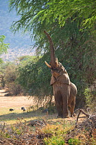 African elephant (Loxodonta africana) feeding on leaves of acacia tree, Samburu National Reserve, Kenya, Africa.