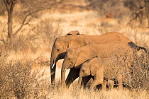 African elephants (Loxodonta africana) family, Samburu National Reserve, Kenya, Africa.