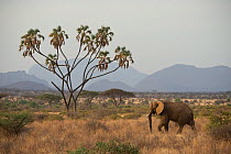 African Elephants (Loxodonta africana) in Samburu National Park with distinctive daum palm in the background, Kenya, Africa.