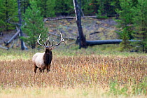 Bull elk (Cervus elaphus canadensis) calling during the rut, Yellowstone National Park, Wyoming, USA, September.