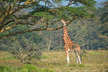 Rothschild's giraffe (Giraffa camelopardalis rothschildi) feeding, Lake Nakuru National Park. Kenya, Africa.