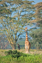 Rothschild's giraffe (Giraffa camelopardalis rothschildi) at Lake Nakuru National Park, Kenya, Africa.