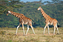 Rothschild's giraffes (Giraffa camelopardalis rothschildi) at Lake Nakuru National Park, Kenya, Africa.