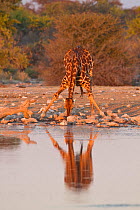 Southern Giraffe (Giraffe comoporadalis angloensis) drinking at water hole, Etosha National Park, Namibia.