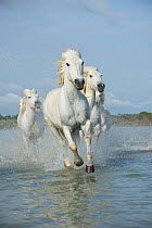 Grey Camargue horses, galloping through water in the Camargue, France, April.