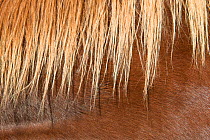 Horse hair on the mane of a Quarter horse, Shell, Bighorn Basin, Wyoming, USA, October.