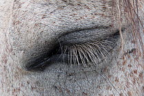 Eye of horse, Shell, Bighorn Basin, Wyoming, USA, September.
