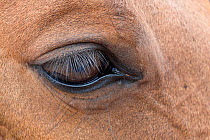 Eye of horse, Shell, Bighorn Basin, Wyoming, USA, September.