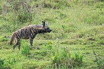 Striped hyena (Hyaena hyaena) Nakuru National Park, Kenya.