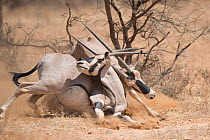 East African oryx (Oryx beisa) males fighting during rut, Samburu National Park, Kenya.